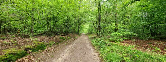 De Energie Buddha - eigen foto - weg door de bossen in Driebergen